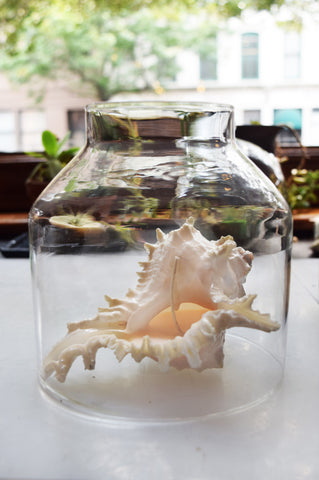Spiked Conch Shell Candle with Hurricane Glass