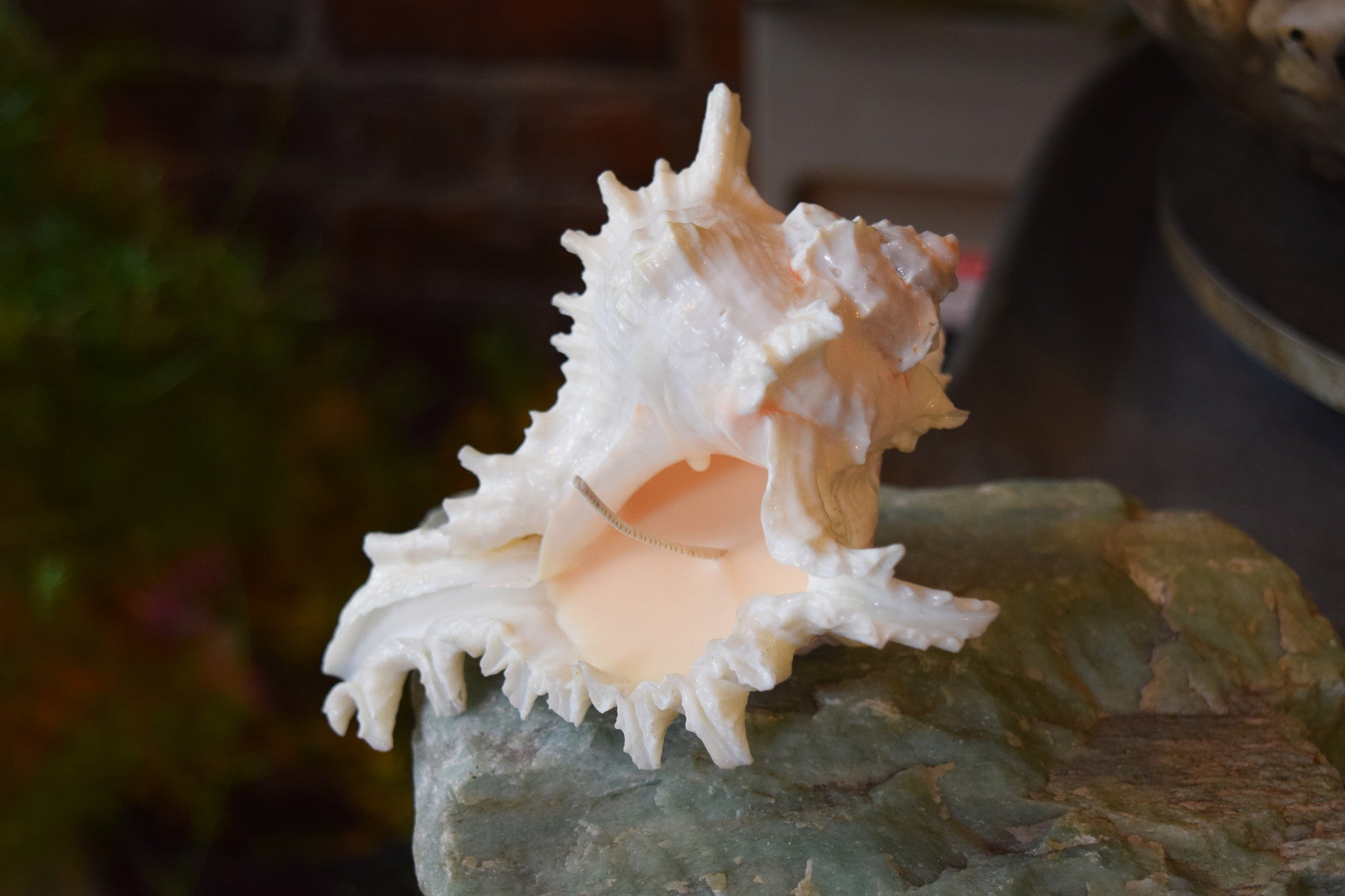 Spiked Conch Shell Candle – Earth Speaks