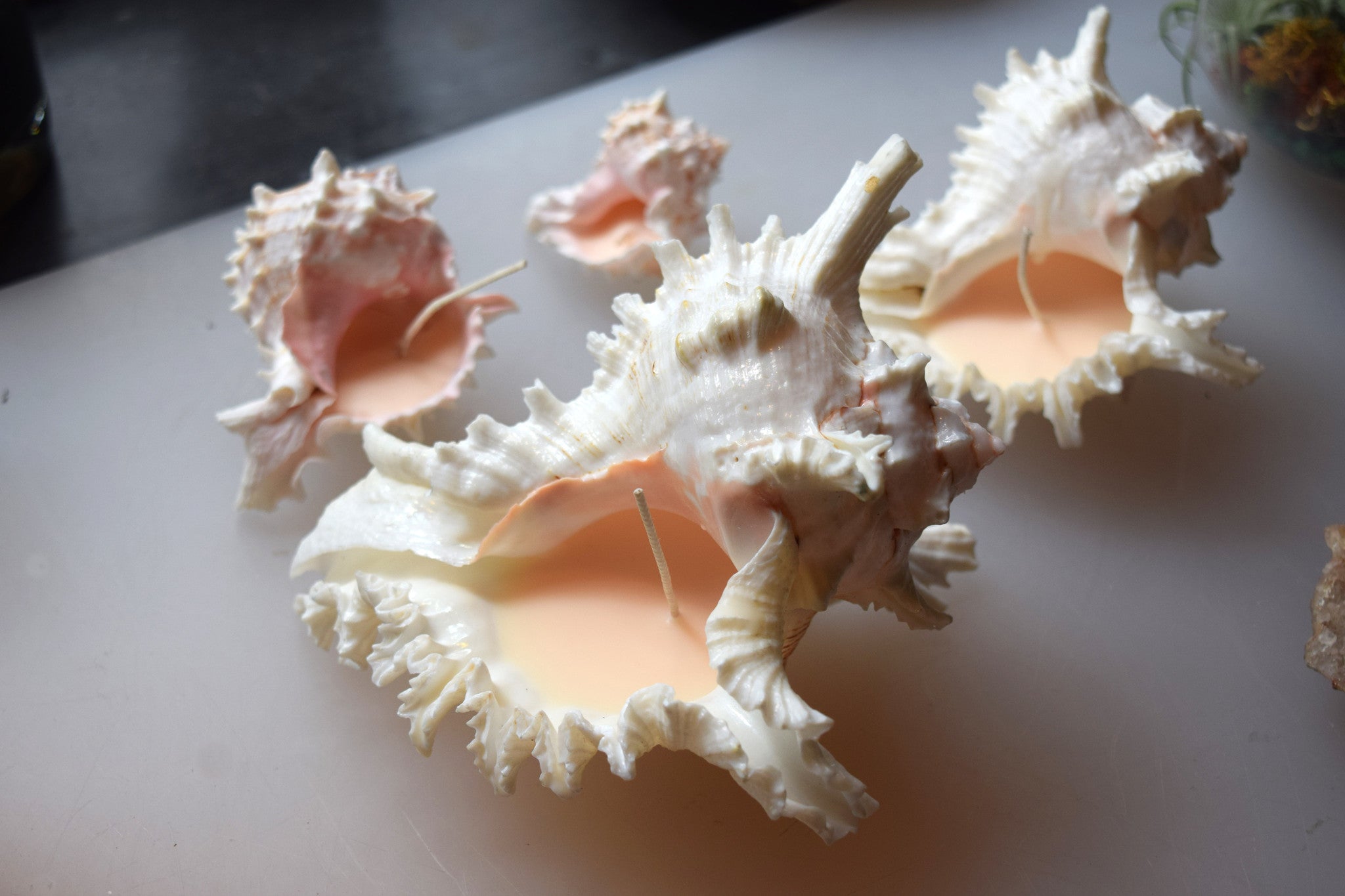 Spiked Conch Shell Candle – Earth Speaks