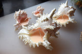 Spiked Conch Shell Candle