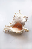 Spiked Conch Shell Candle