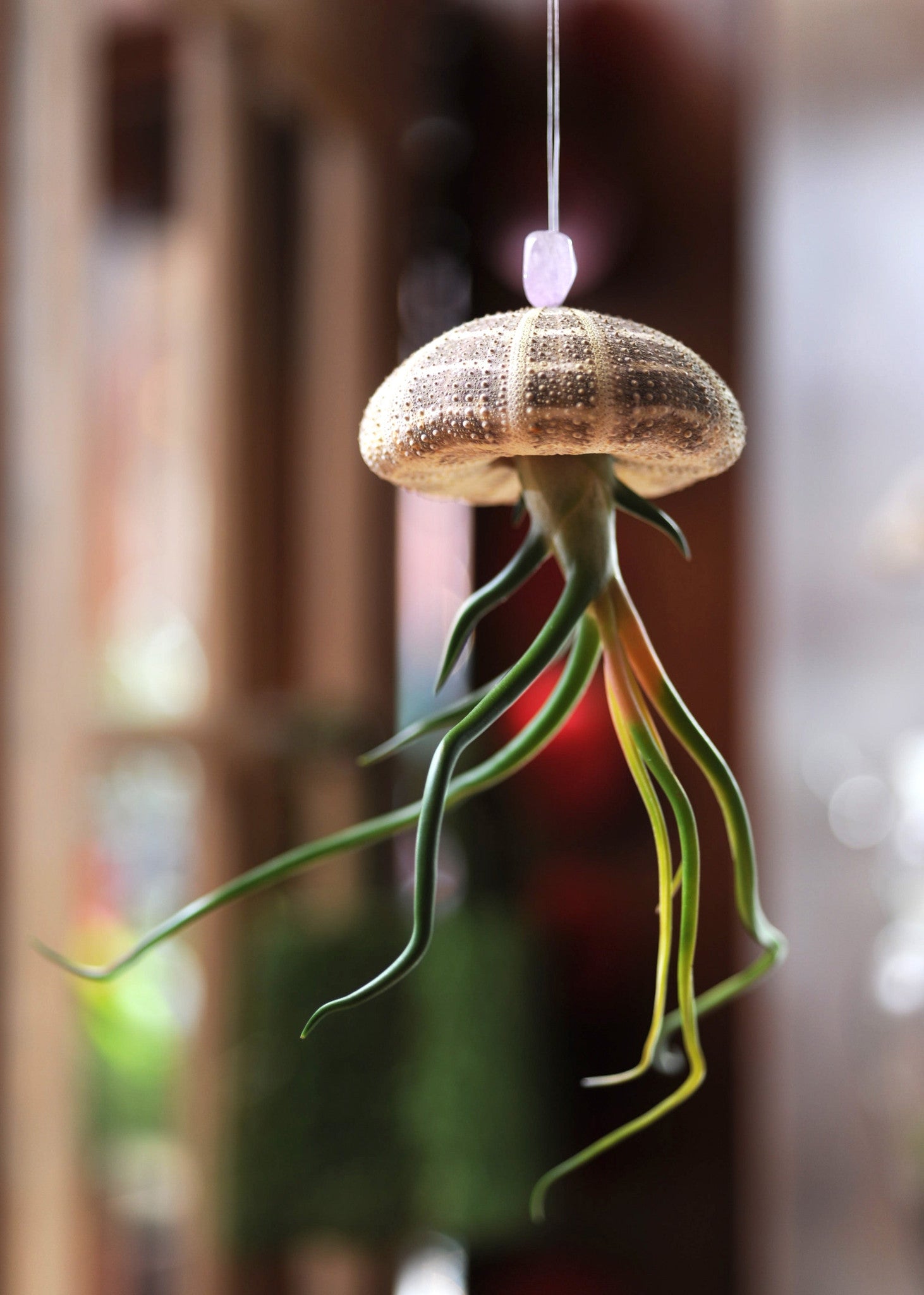 hanging jellyfish air plant Hanging Jellyfish – Earth Speaks